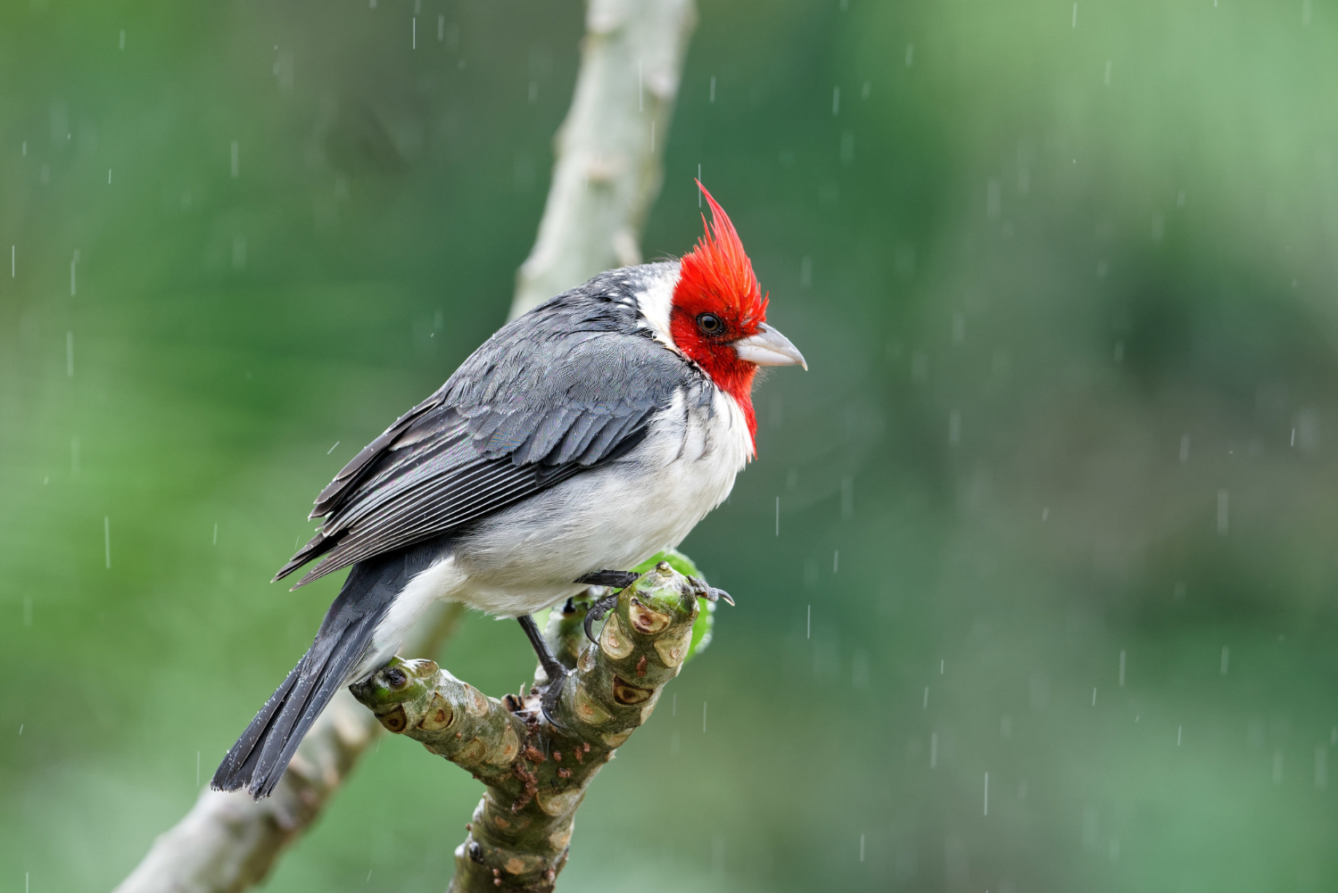 Do Cardinals Mourn The Loss of a Mate