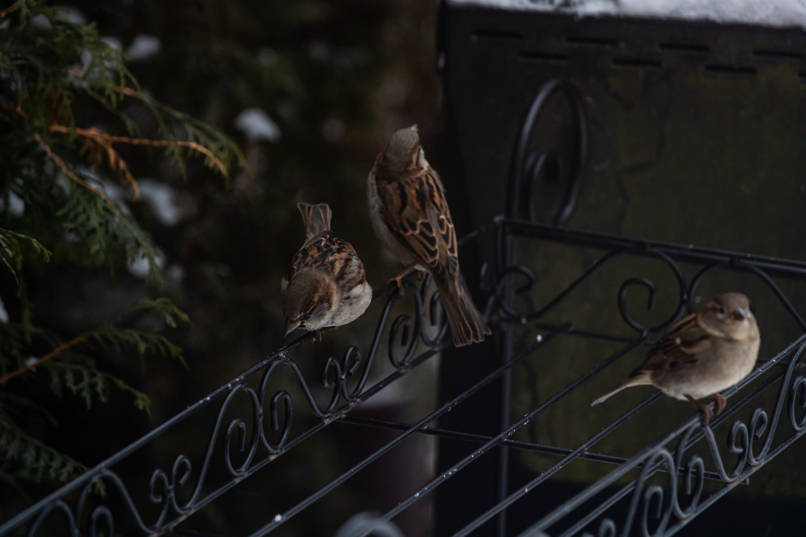 bird sleeps in corner of porch