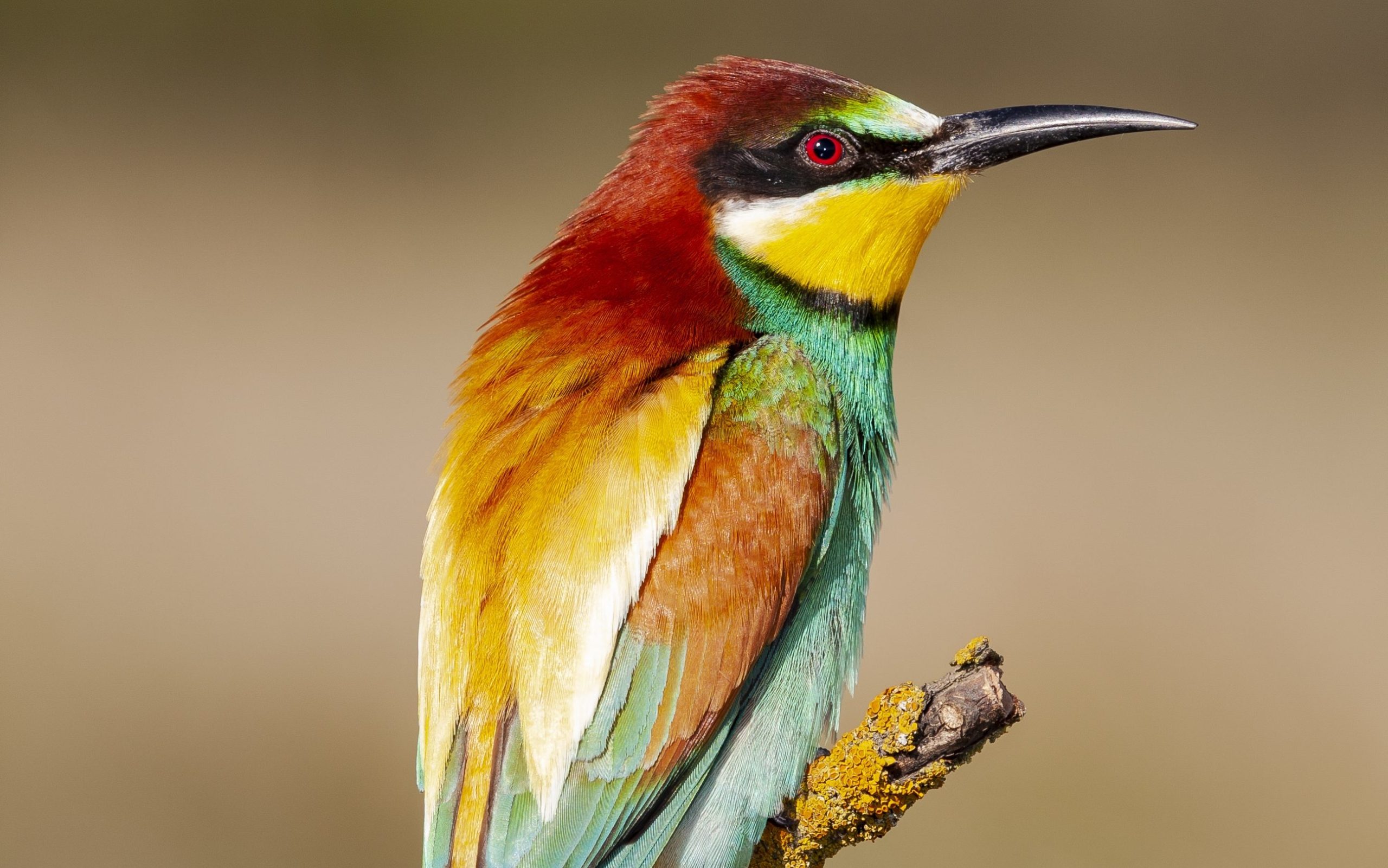 Birds With Long Narrow Beaks