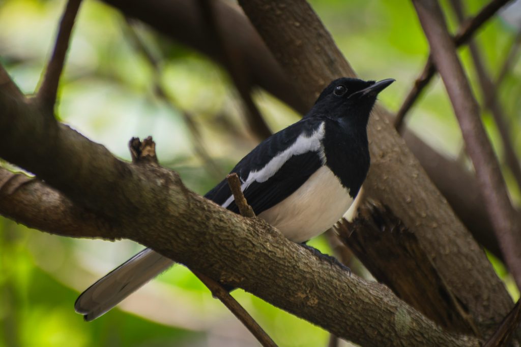 Black-billed Magpie