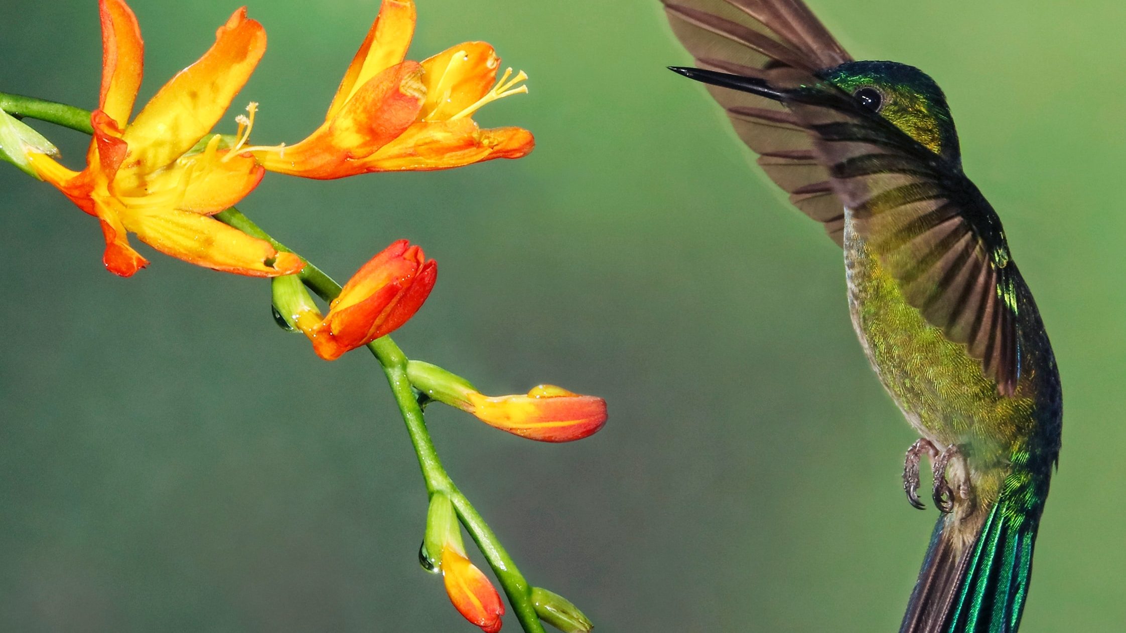 Who Makes the Hummingbird Nest?