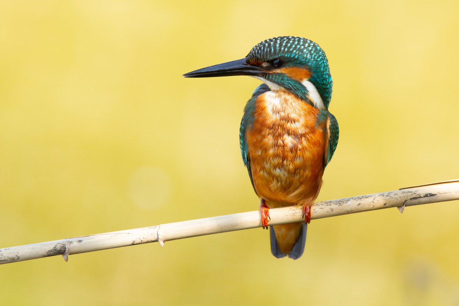 can hummingbirds recognize faces