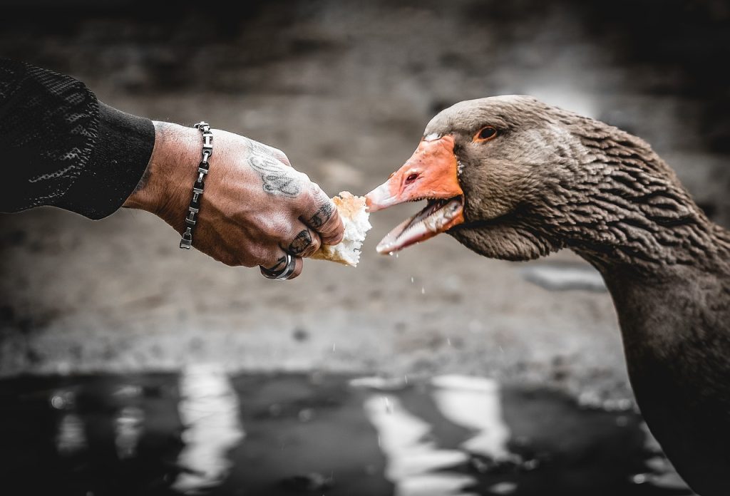 Can Ducks Eat Acorns
