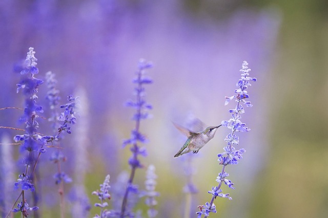 Do Hummingbirds Recognize Faces