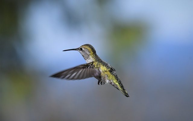 when can you see hummingbirds