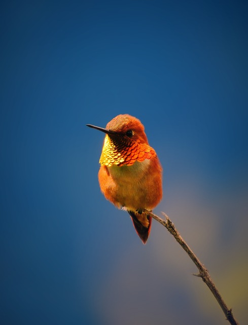 Do Hummingbirds Recognize Faces