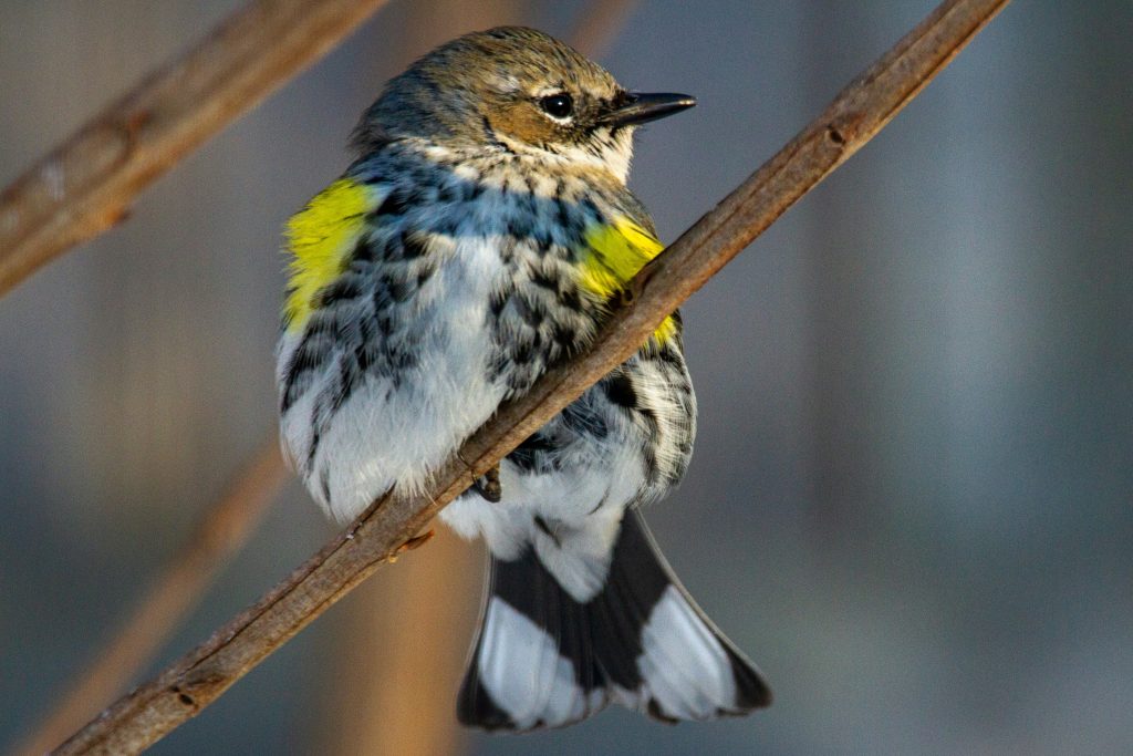 Yellow-rumped warbler
