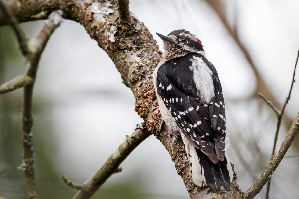 Downy Woodpecker