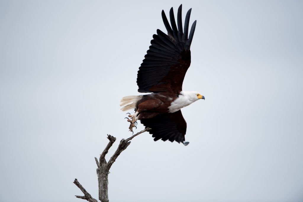 white headed hawks