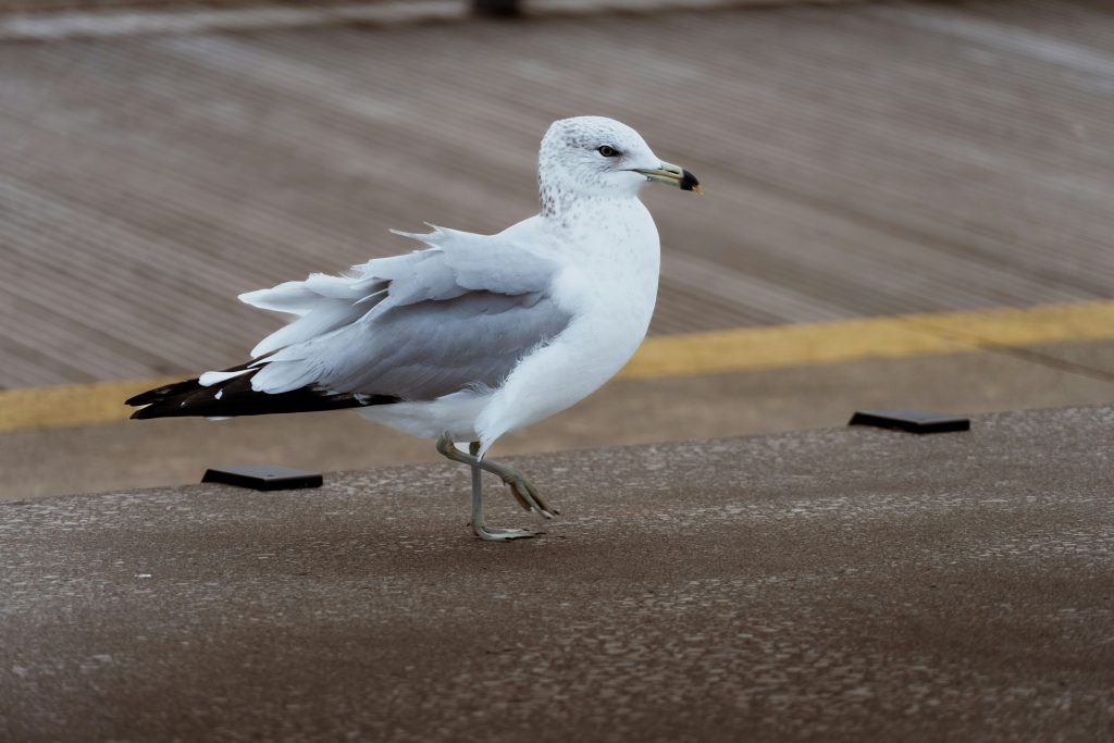 Ring-billed gull
