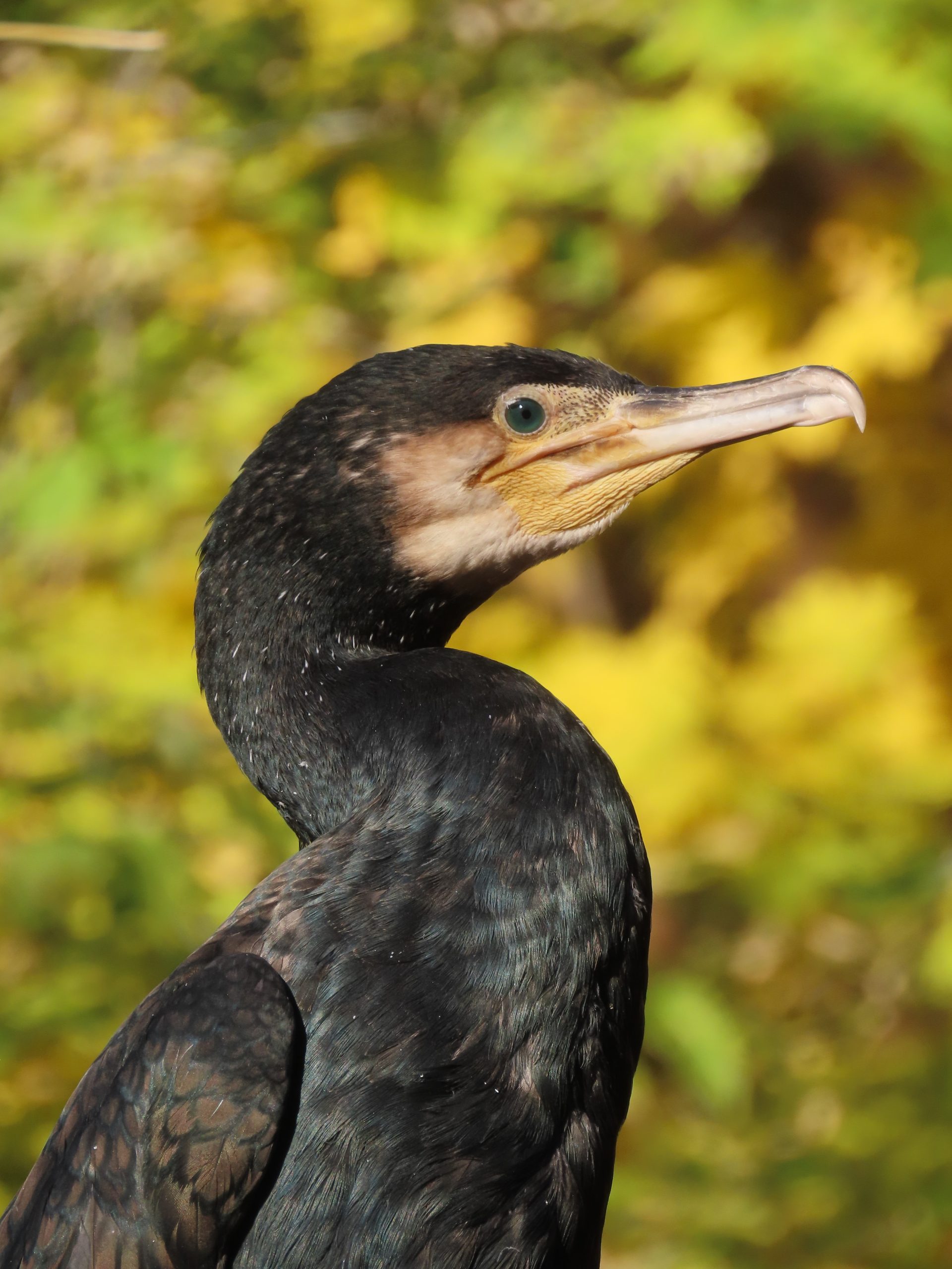 Tropical Black Bird with Large Beak