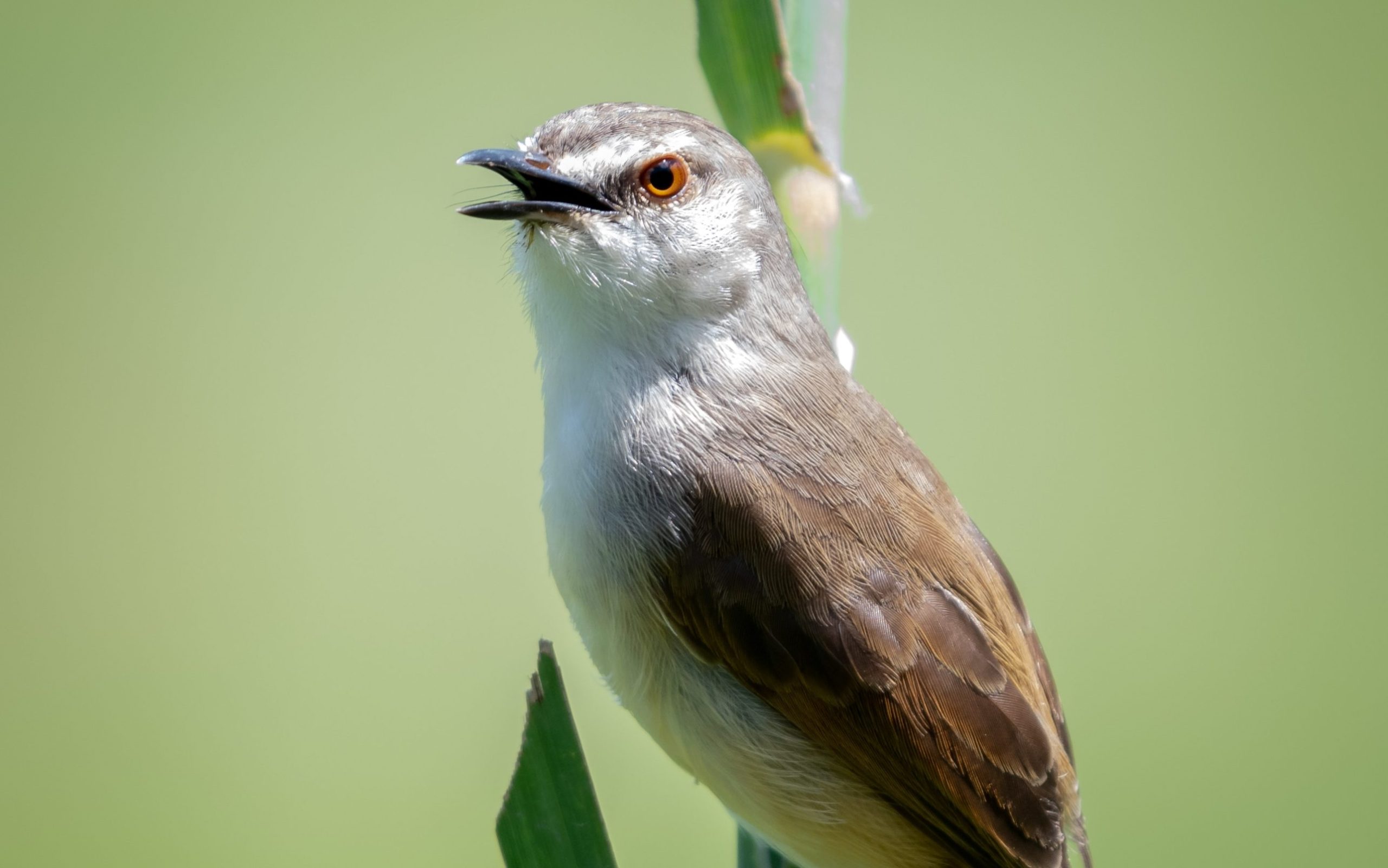 Birds With Long Narrow Beaks
