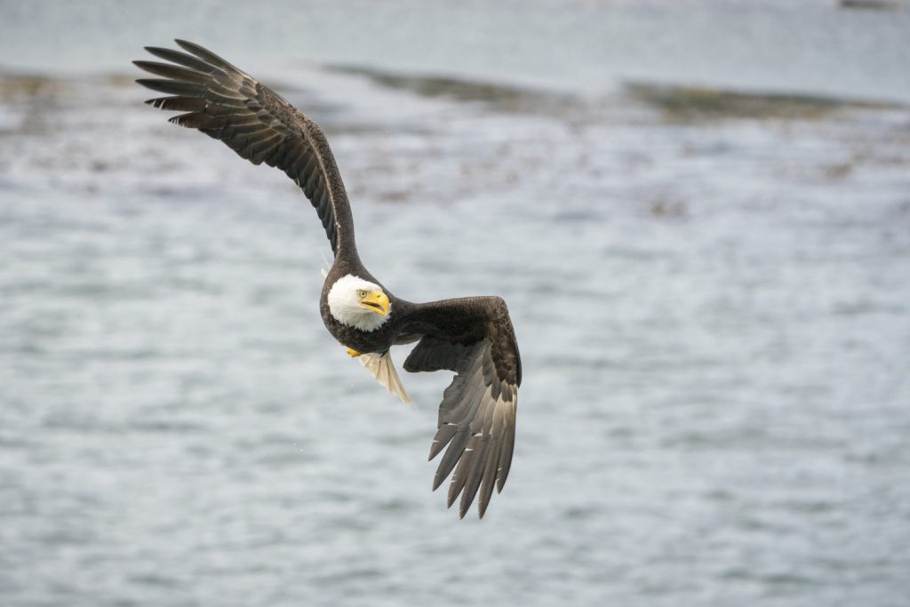 hawk with white face