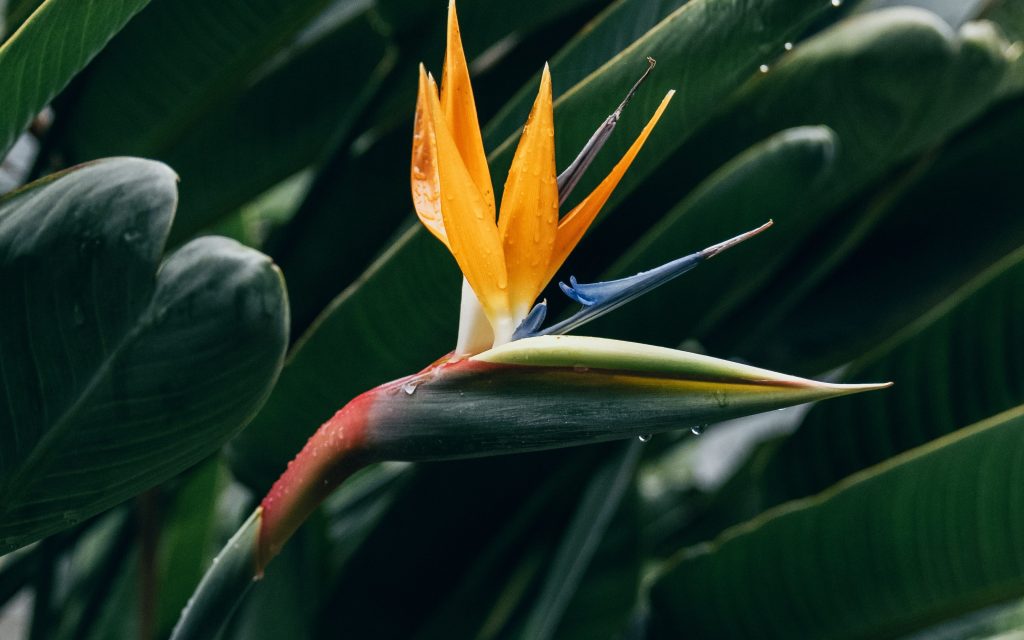 tropical black bird with large beak