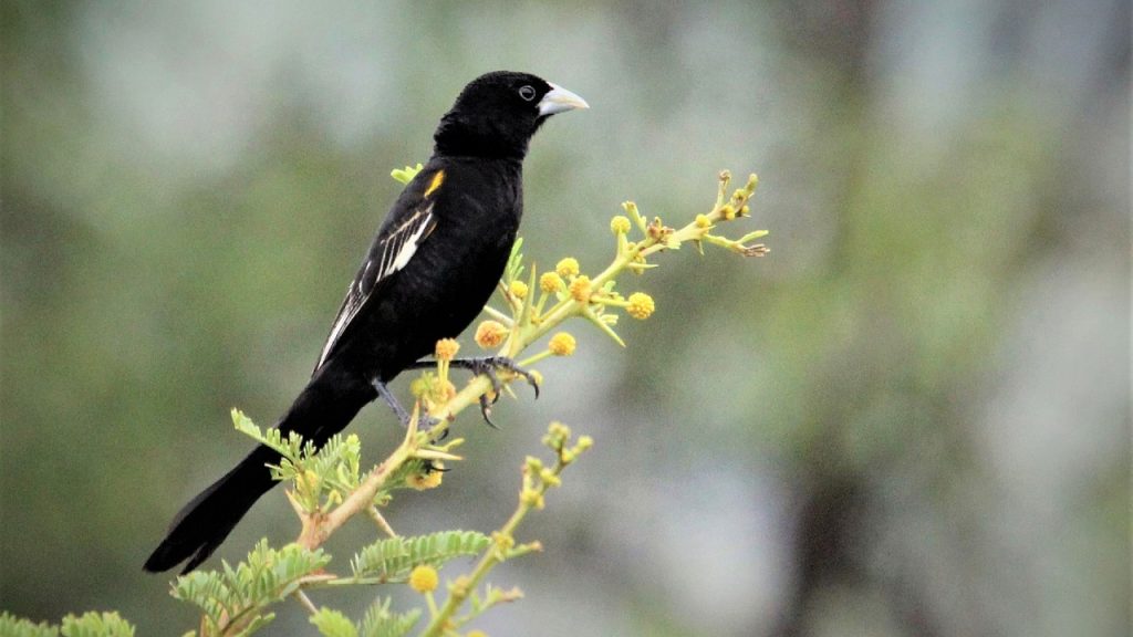 tropical black bird with large beak