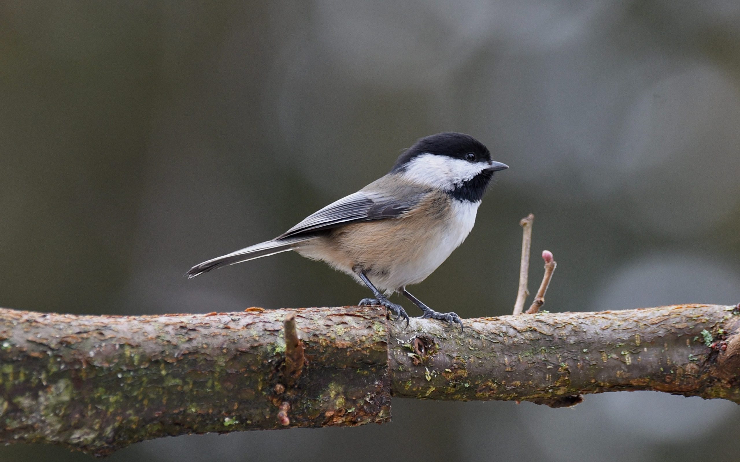 little black birds with white bellies