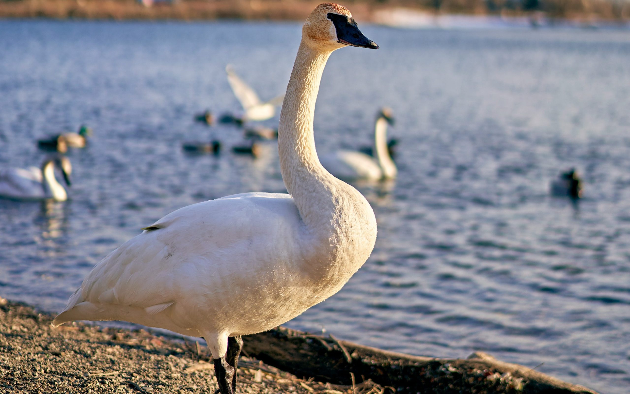 Trumpeter swan
