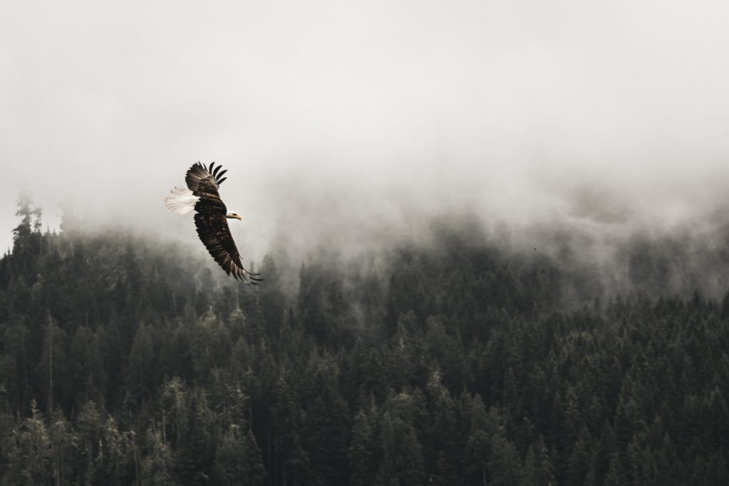 hawks with white heads