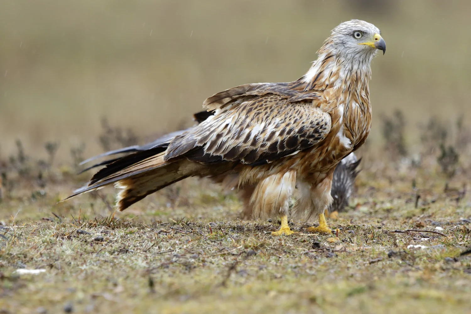 Northern Harrier White Headed Hawk