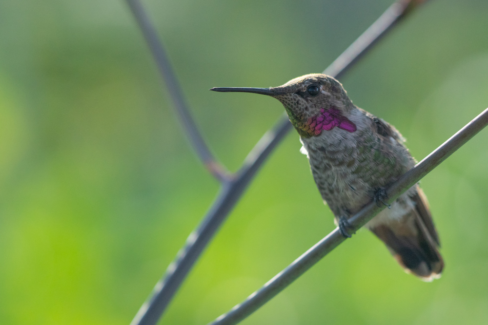 Pregnancy in Hummingbirds