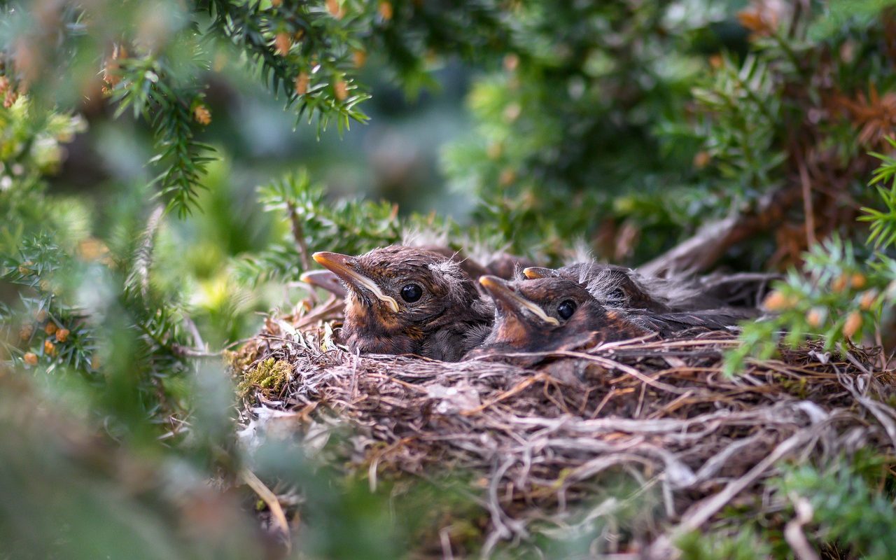 Where Do Pigeons Build Their Nests