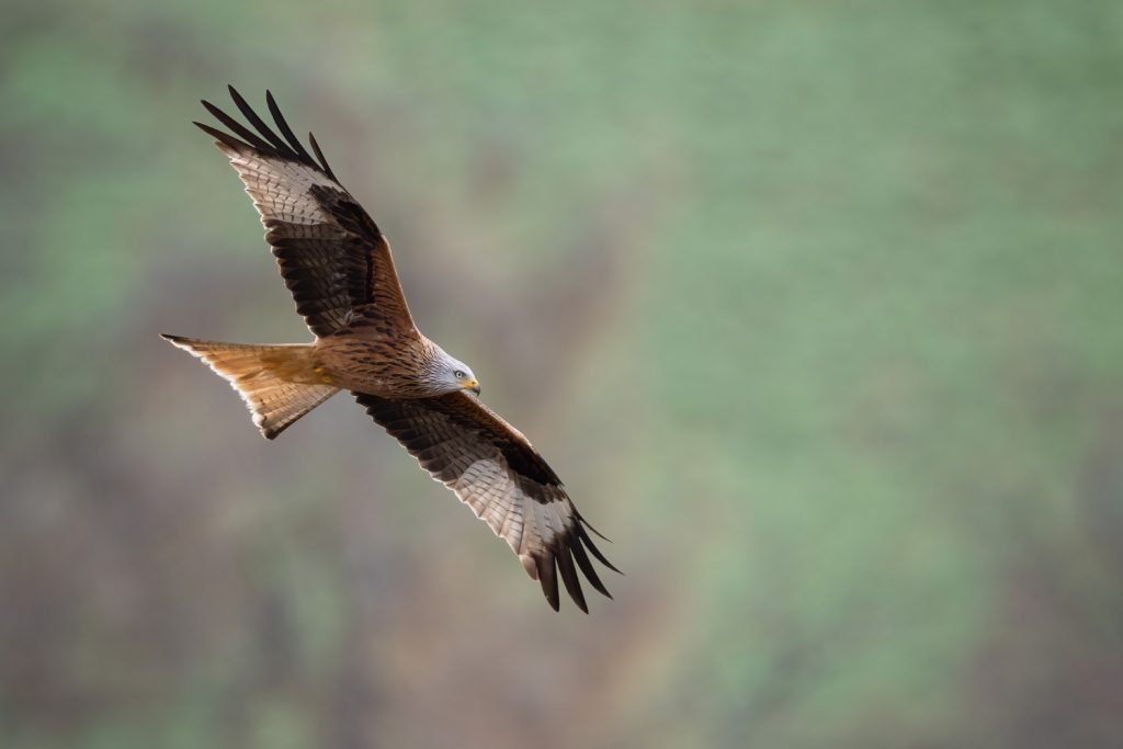 do hawks have white heads