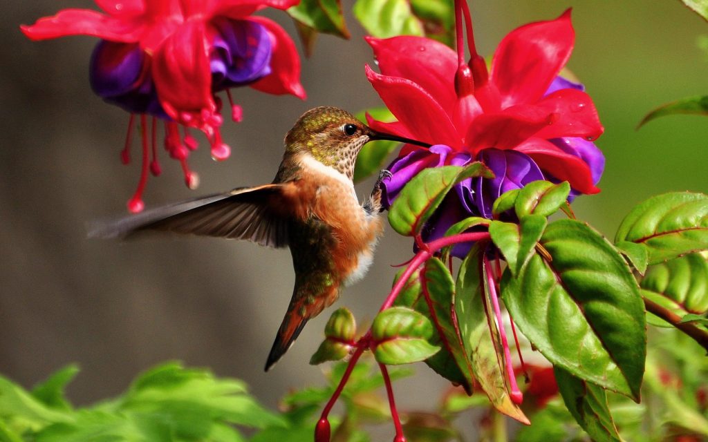 What Does It Mean When a Hummingbird Comes and Visits You?