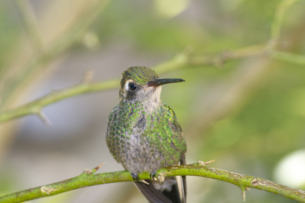 what does a pregnant hummingbird look like