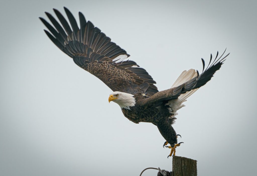 raptor with white head