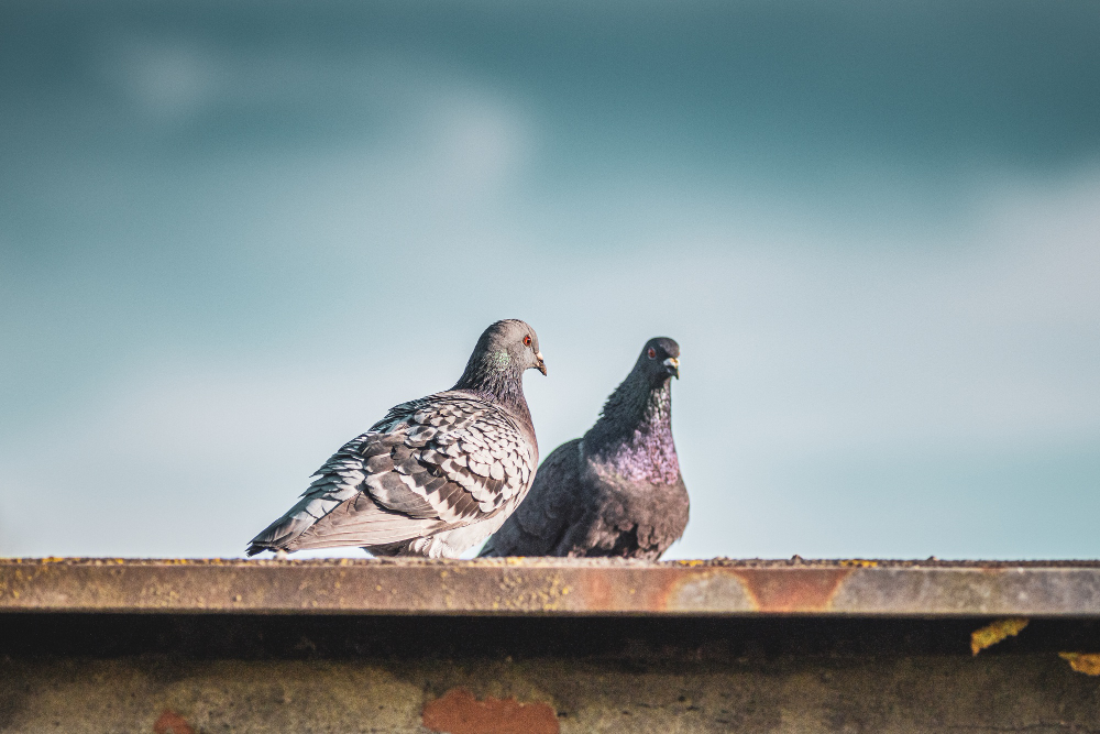 Do Pigeons Mate for Life?
