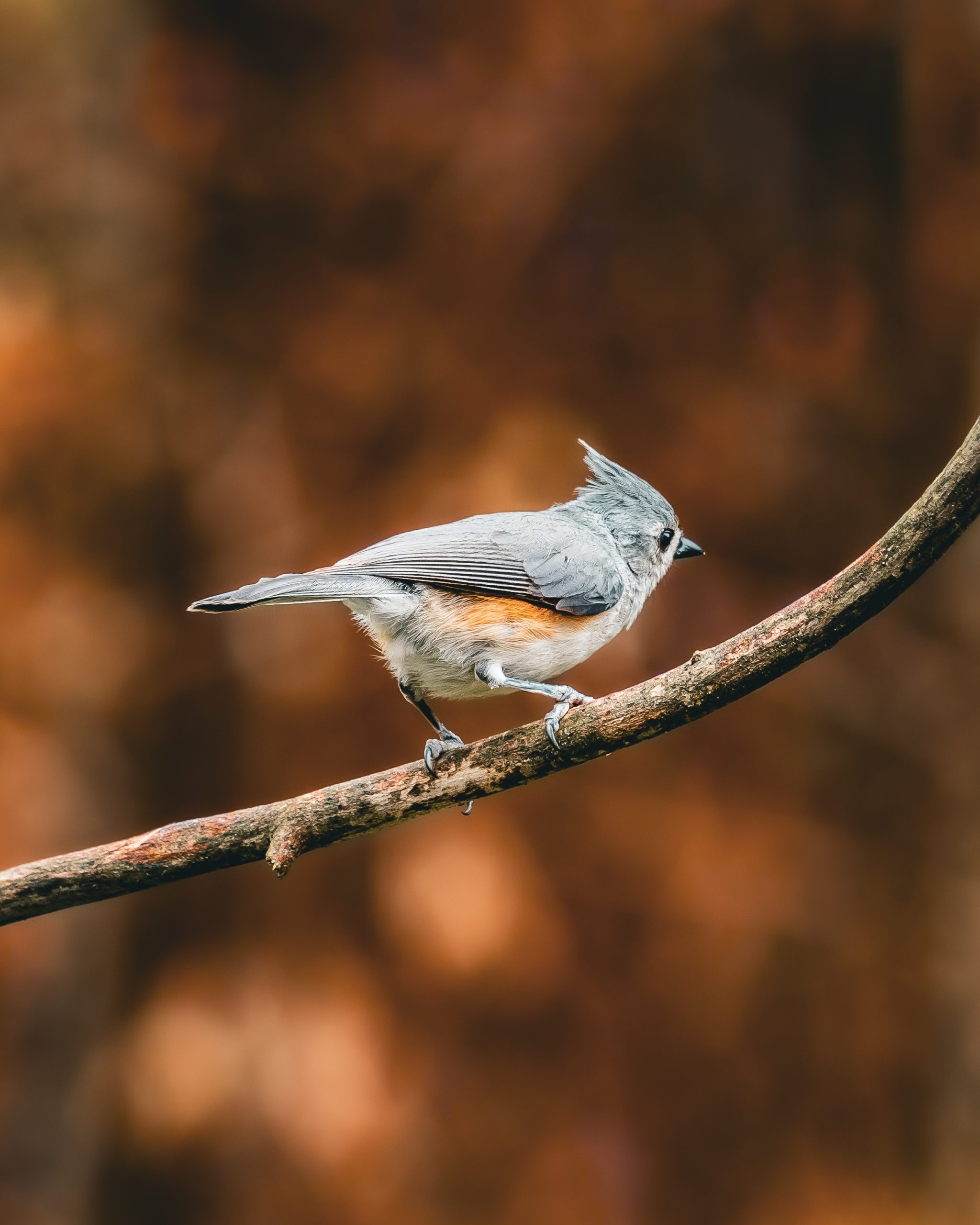 Tufted Titmouse