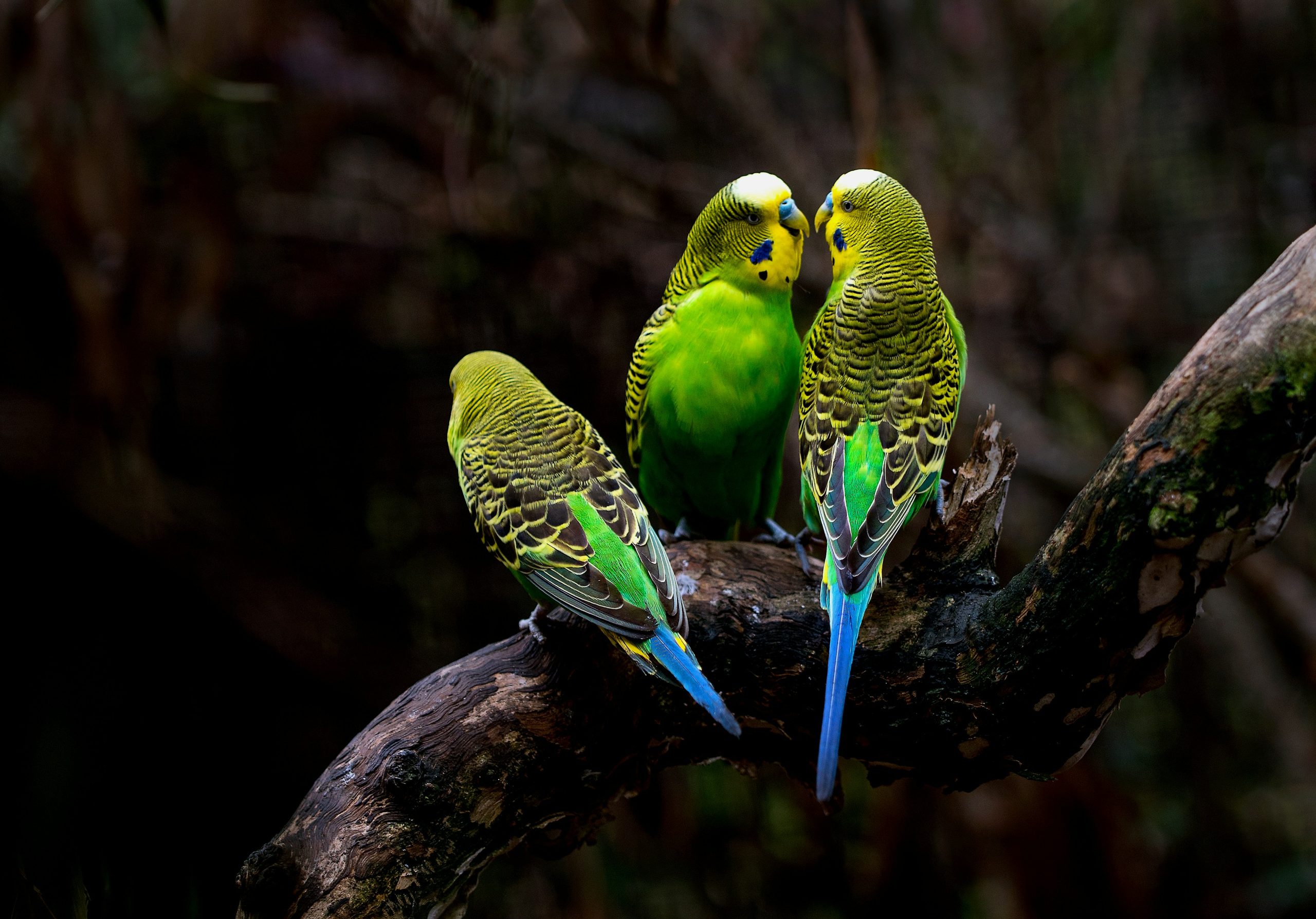 can budgies see in the dark