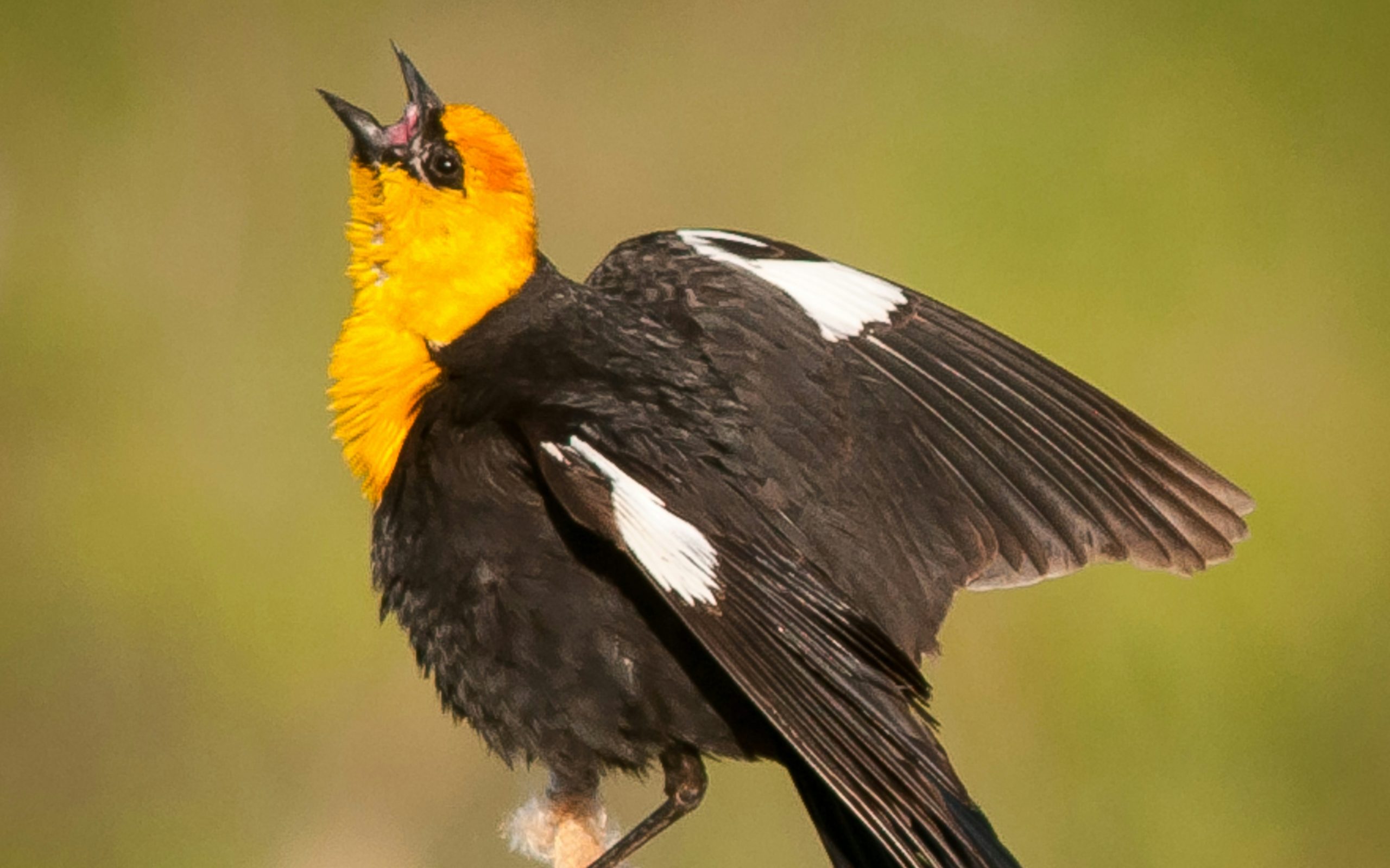 Yellow-headed blackbird
