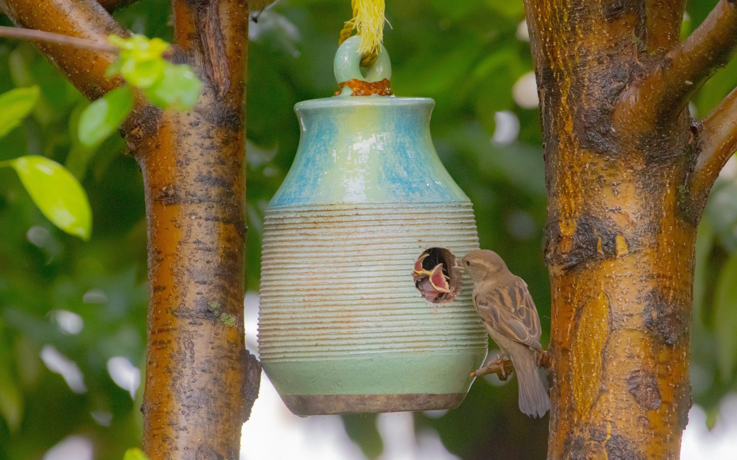 House sparrow lifespan in captivity