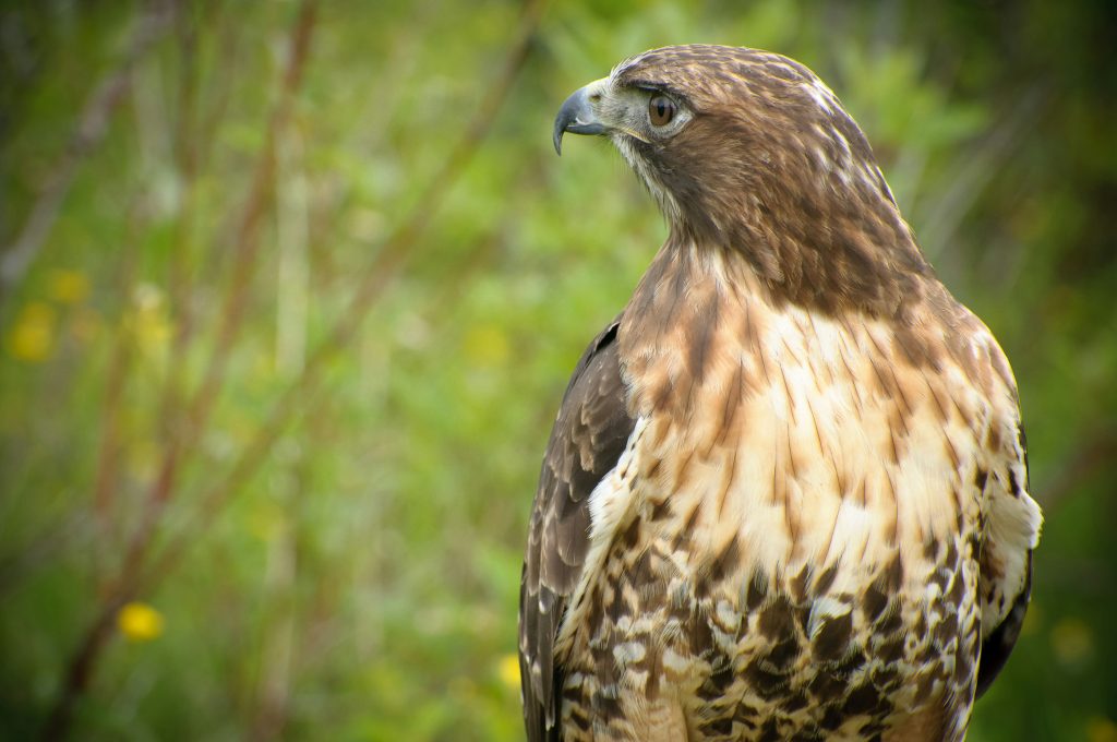 The Ferruginous Hawk (Buteo Regalis)