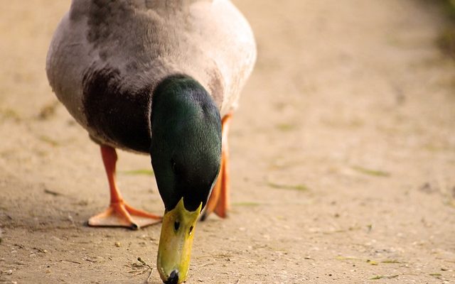 how to get wood ducks in your pond