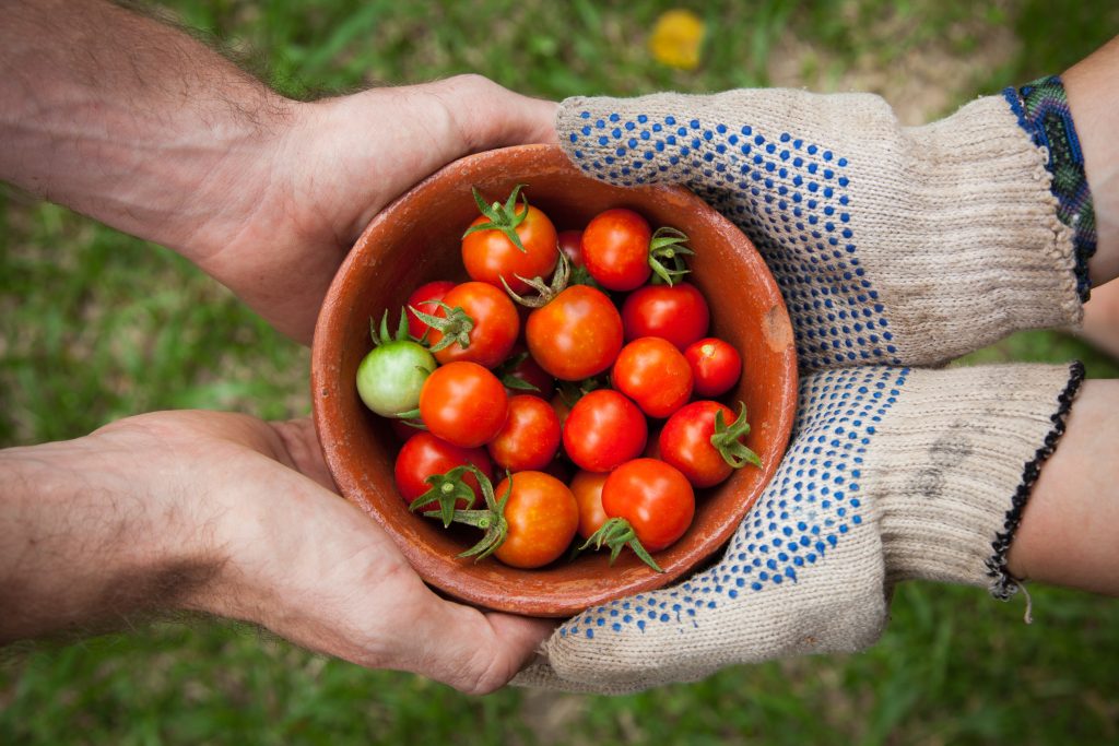 Can Ducks Eat Tomato Plants?