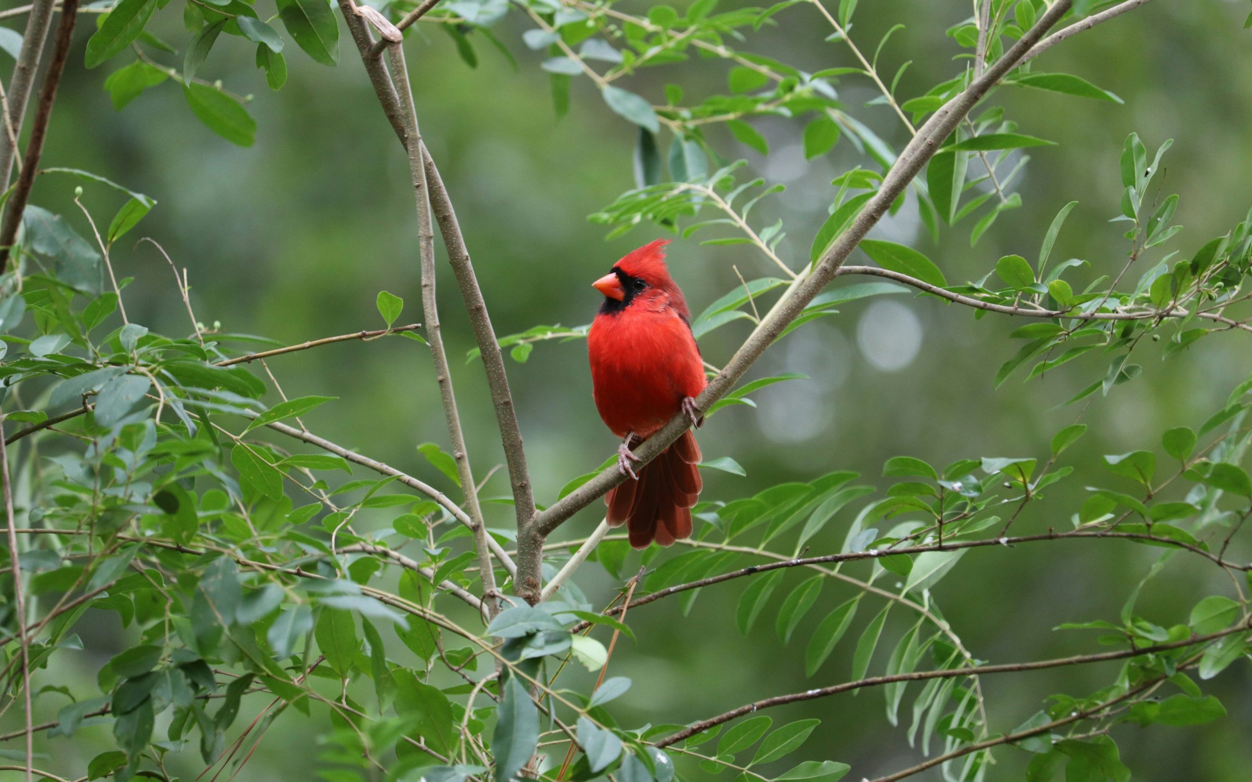 What to do if you keep seeing red cardinals.