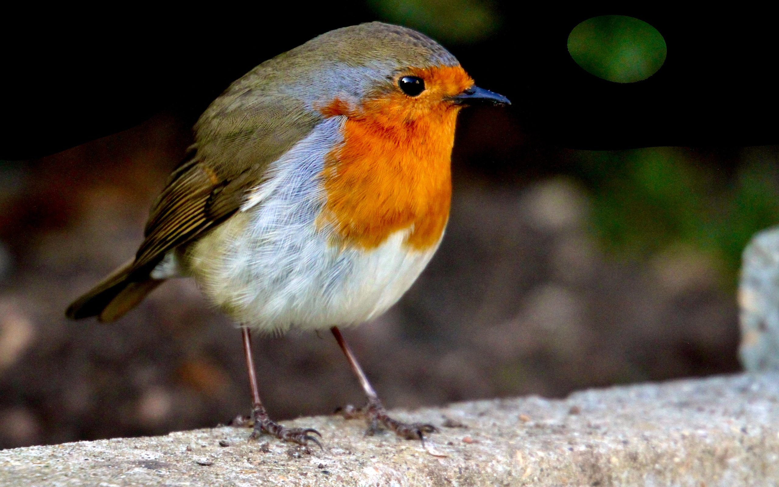 Can robins eat chia seeds