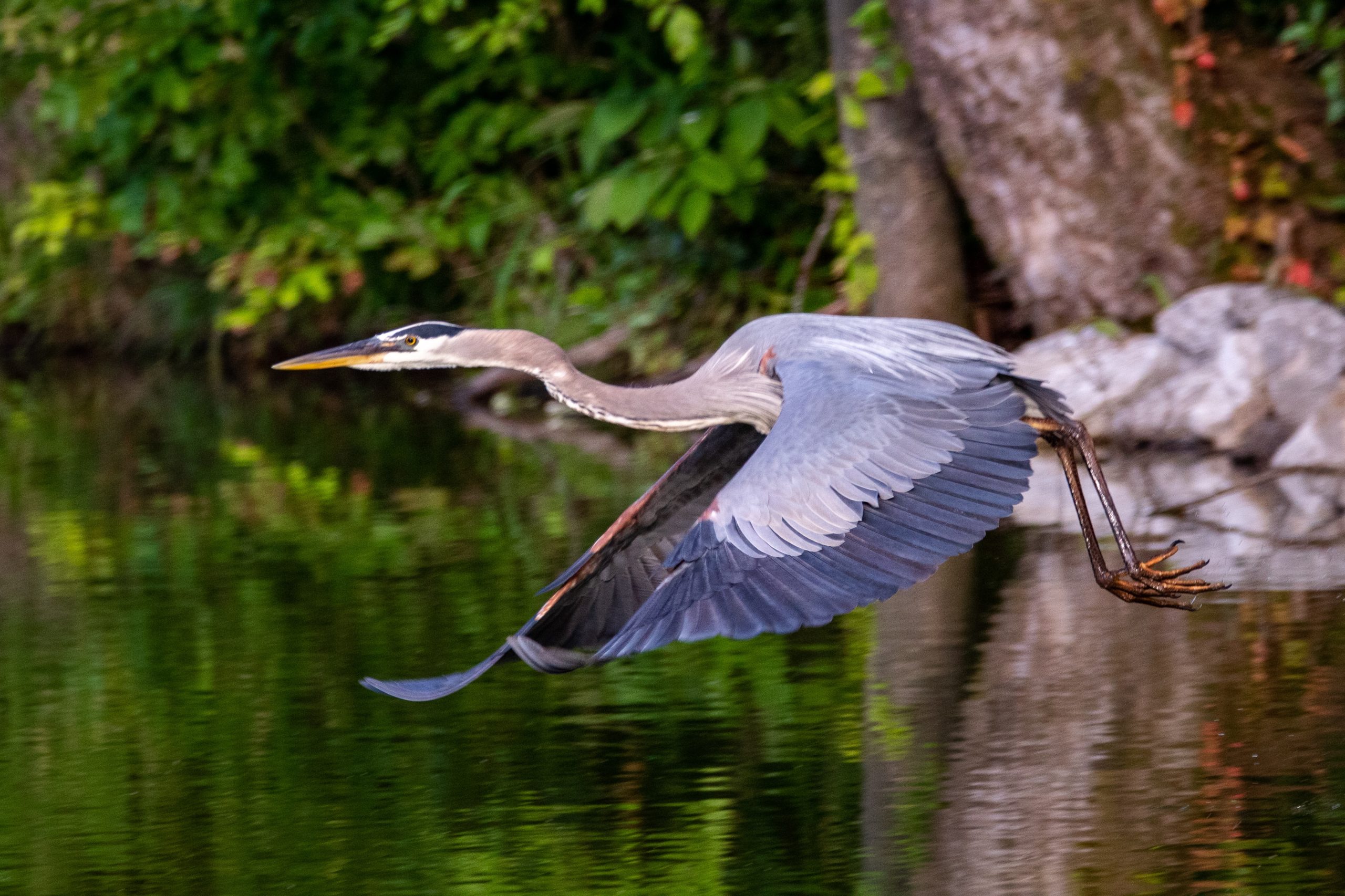 Great Blue Heron