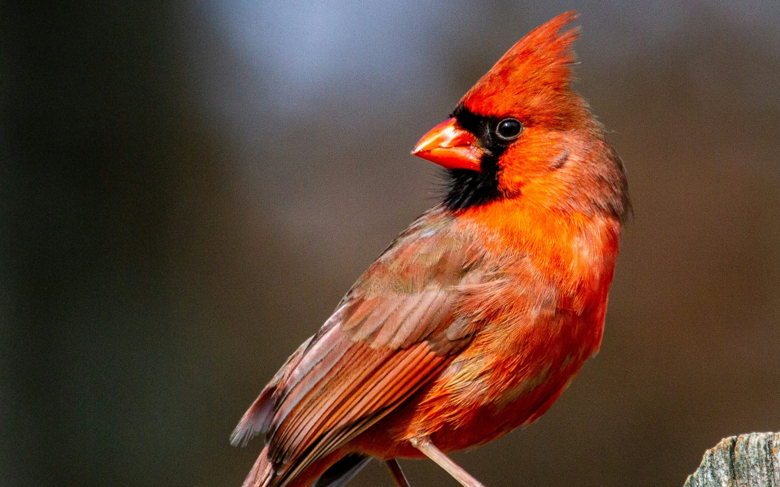 Do Cardinals Appear When Angels are Near?