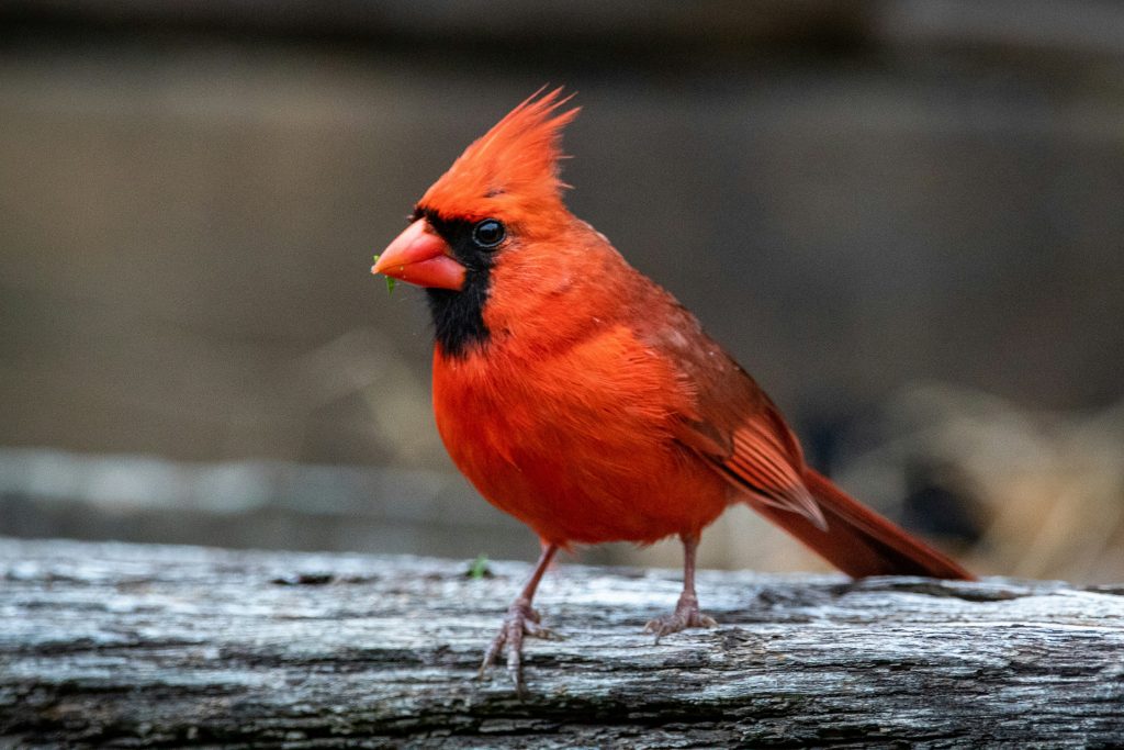 What Does It Mean When You See a Cardinal?