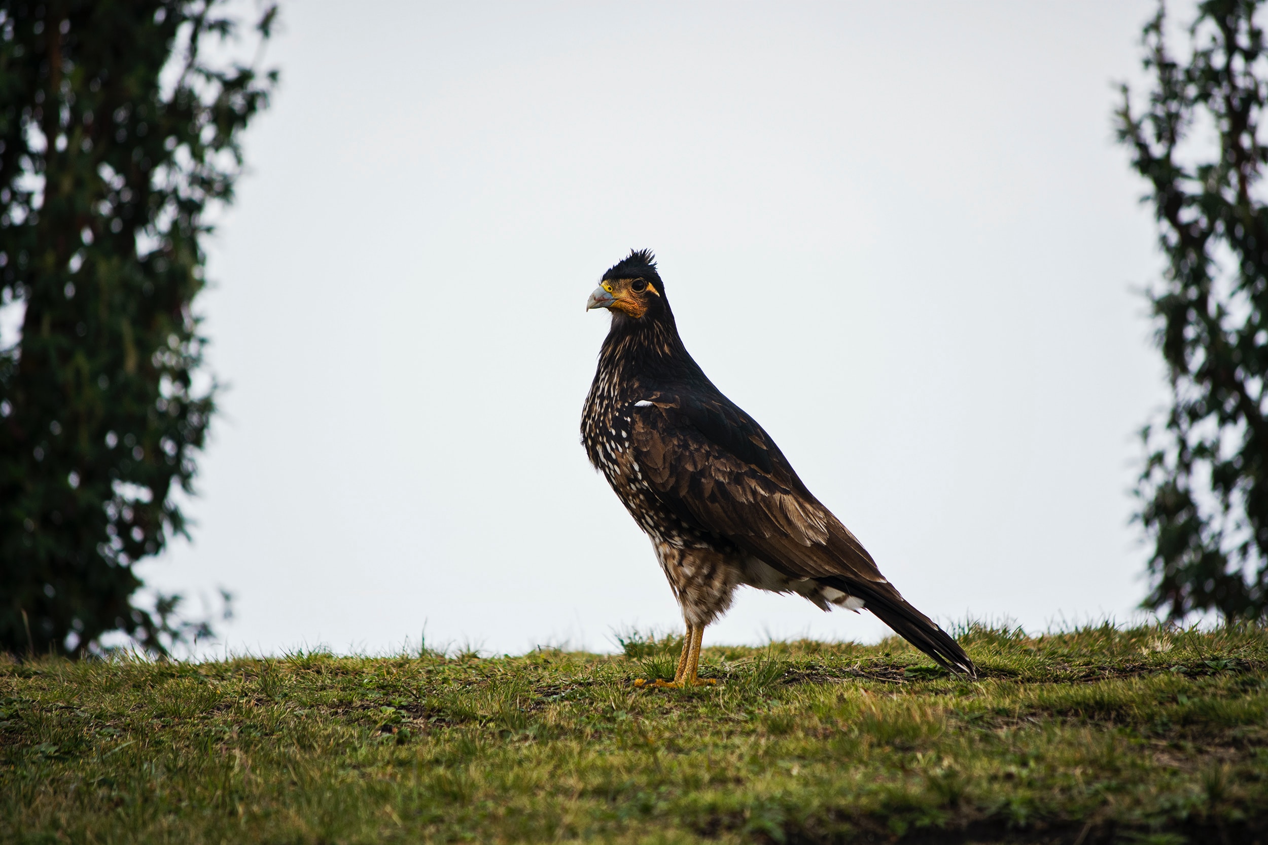 Rough-legged Hawk