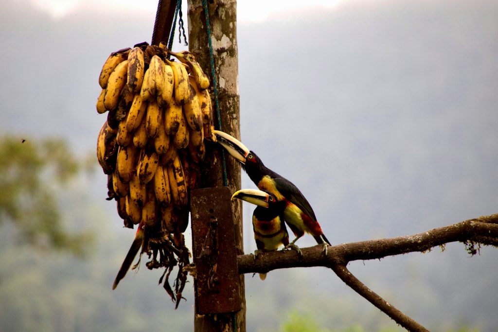 Are Bananas Safe for Birds?