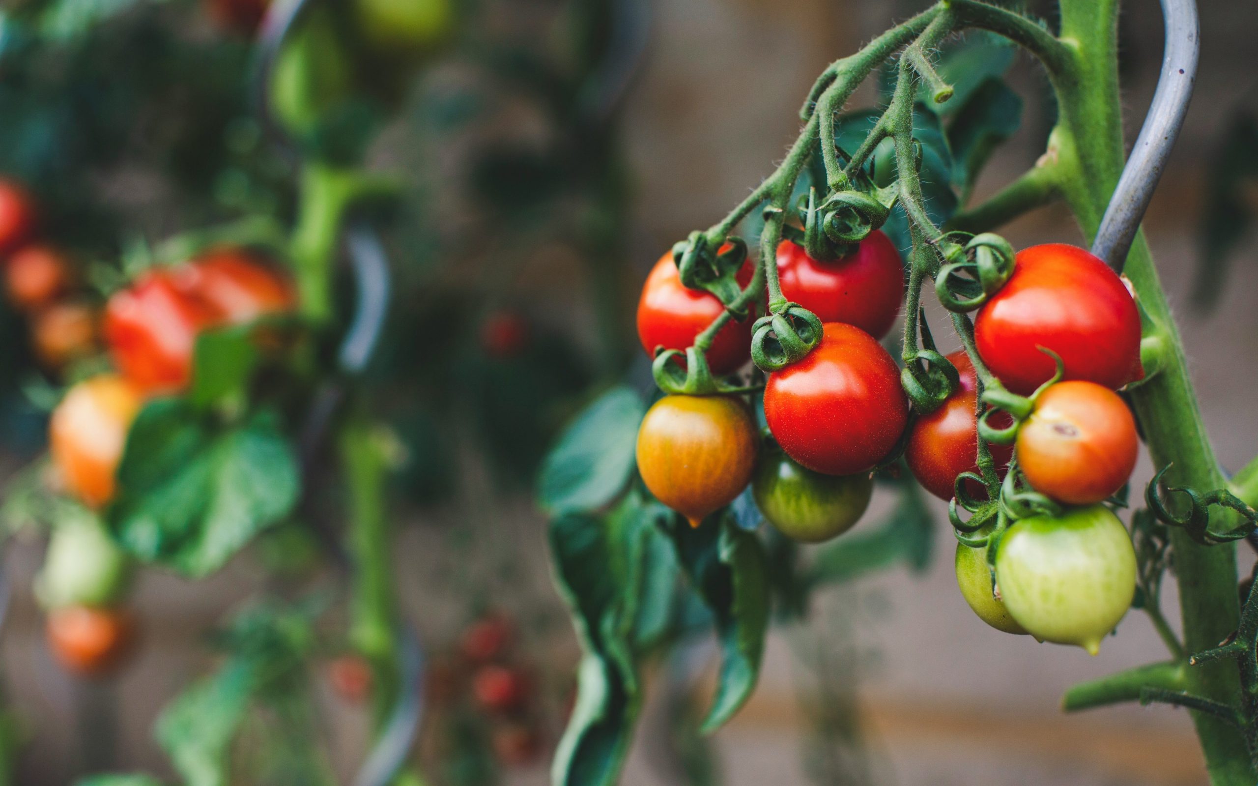 Preparing Tomatoes for Ducks to Eat