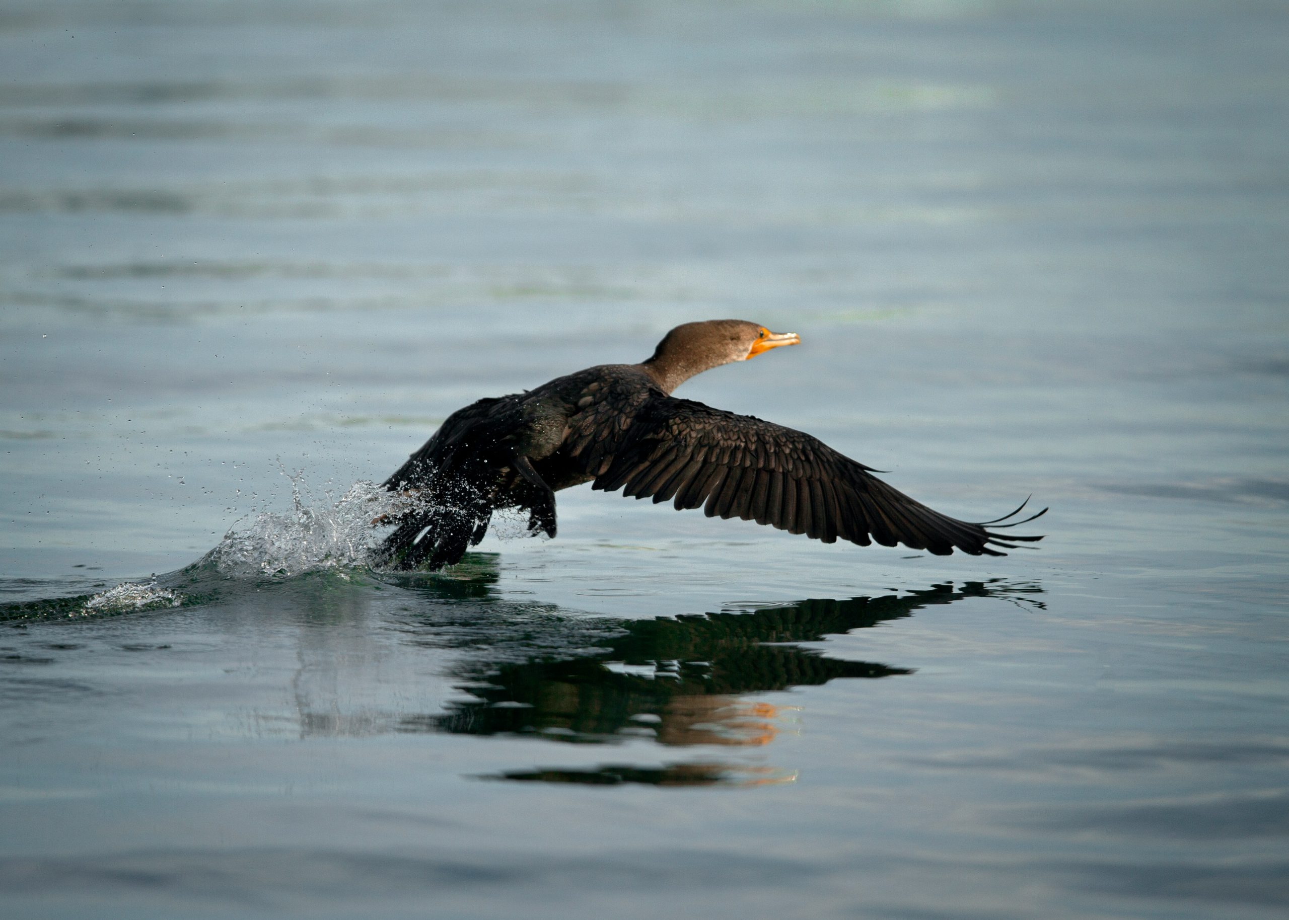 Double-crested Cormorant