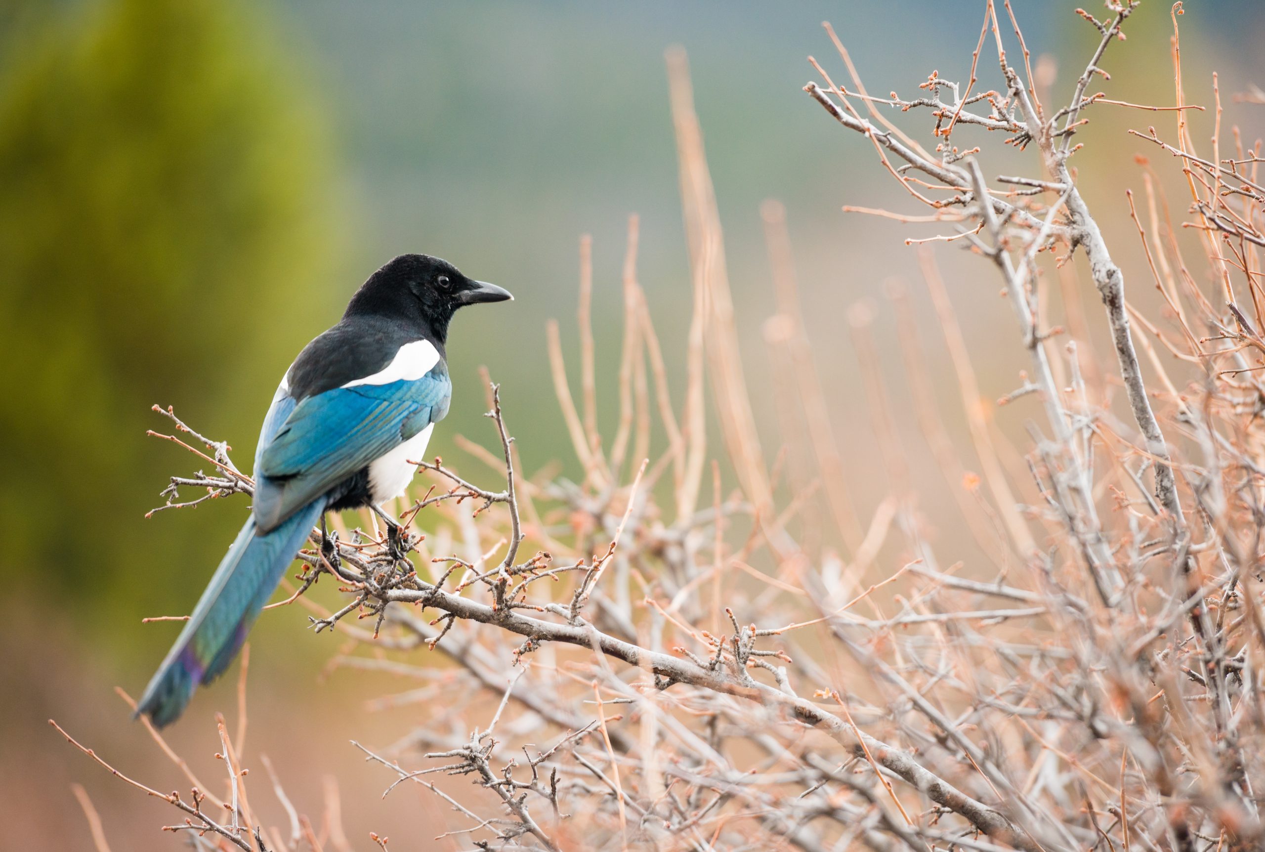 Black-billed Magpie
