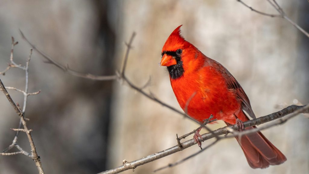 Meaning of Red Cardinal at the Window
