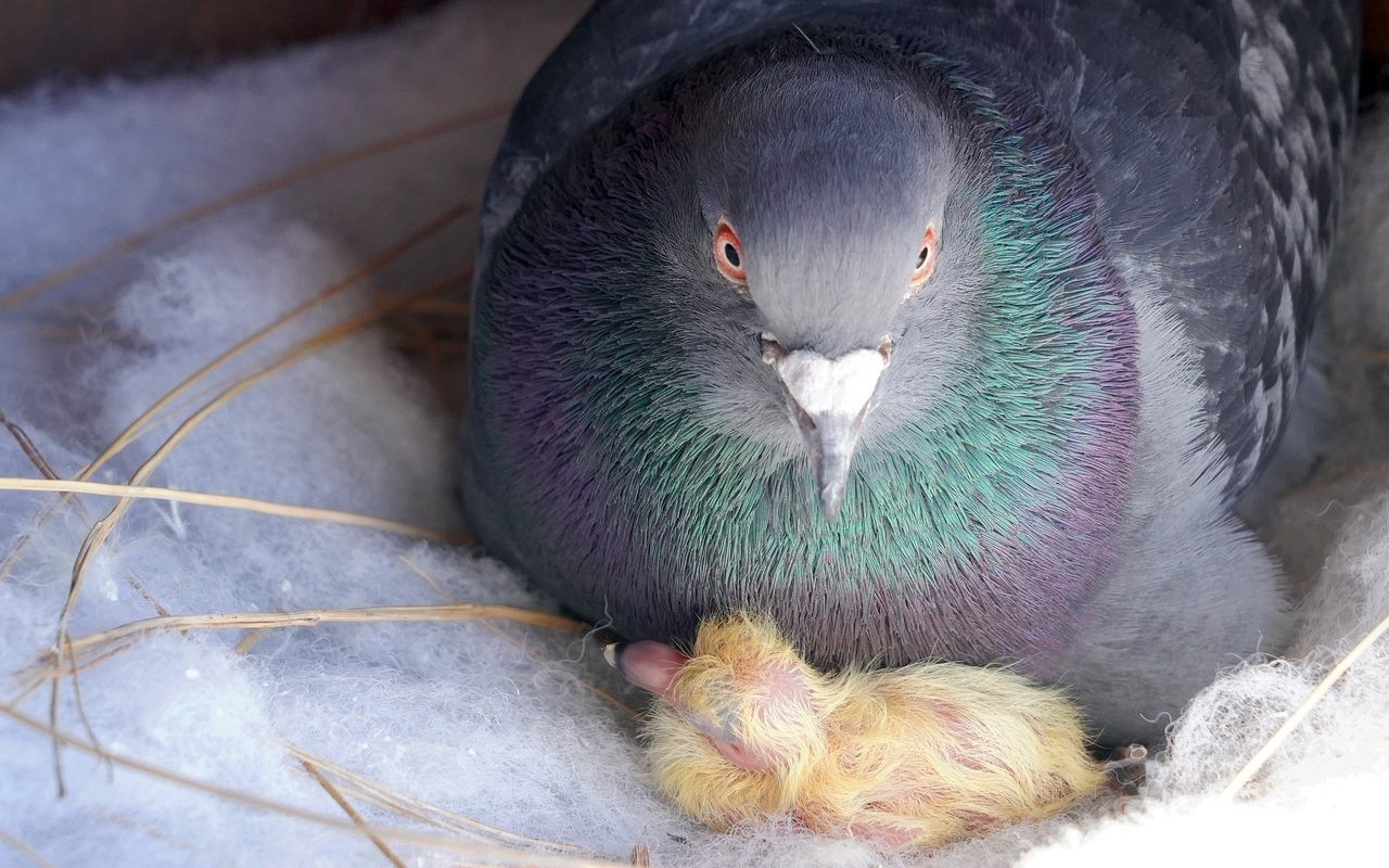 Do Both Parents Care for a Baby Pigeon?