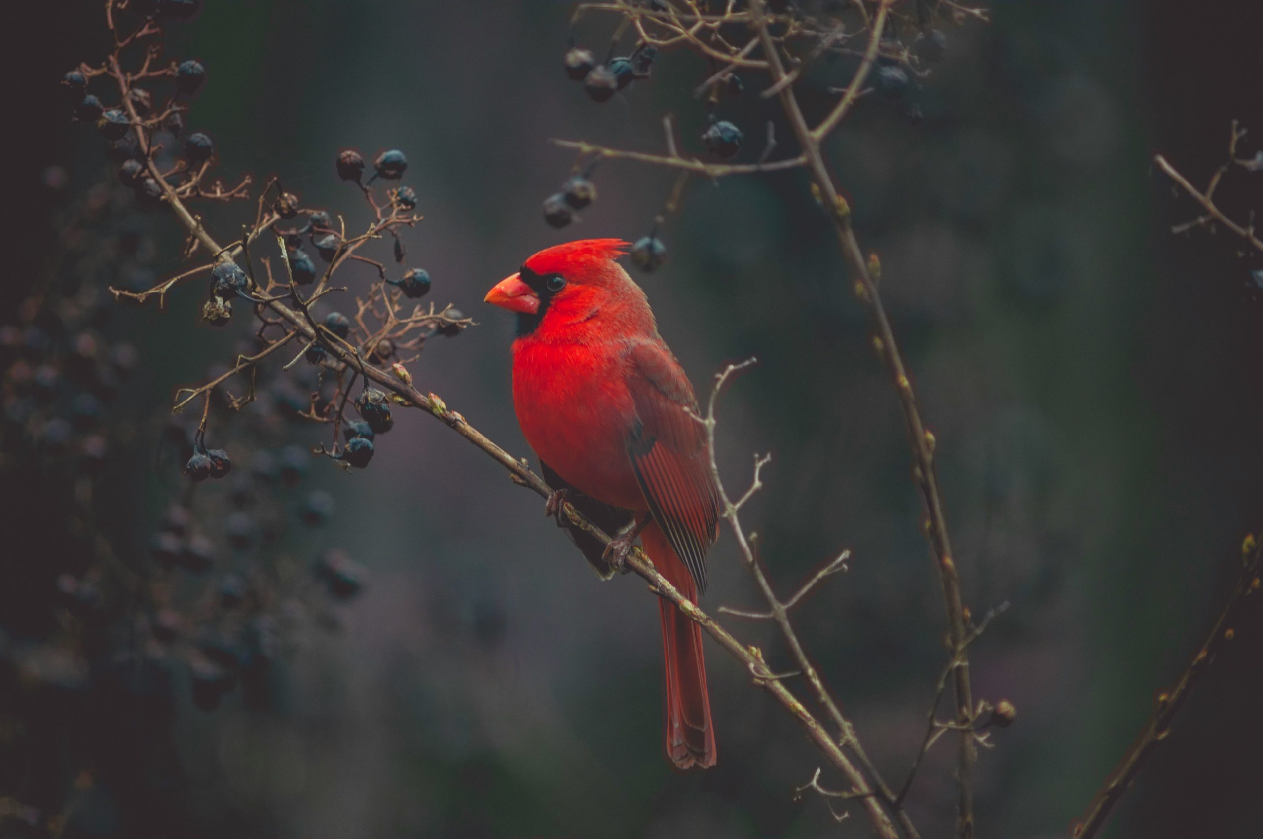 what does it mean when you see a cardinal bird